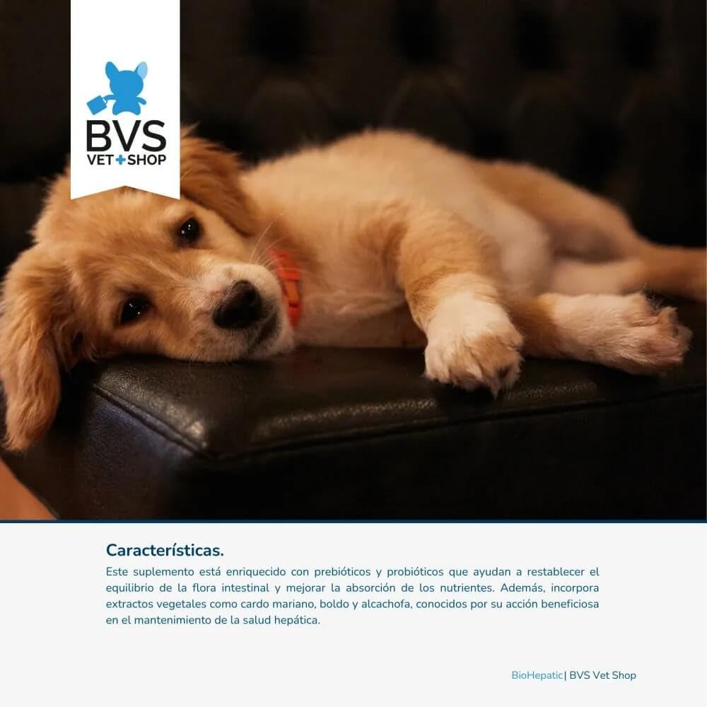 BVS Vet Shop | BioHepatic 40 Comprimidos para Perros | para la reducción de trastornos de la absorción intestinal, hepáticos, renales y cardiacos | Razas Pequeñas
