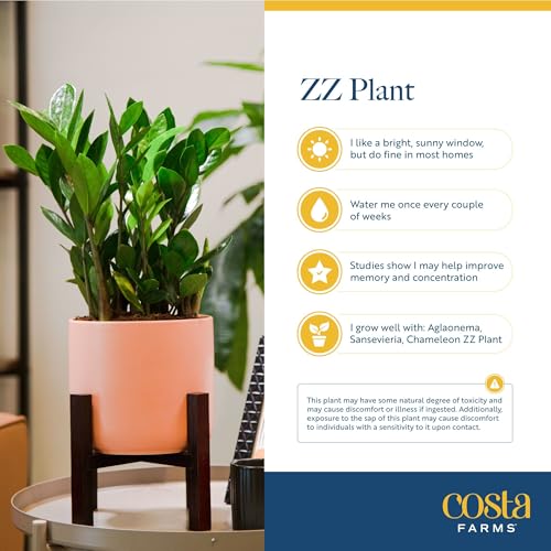 Image of Costa Farms ZZ Live Plant in Decorative Pot, Easy to Maintain, Air Purifying Indoor Houseplant, Perfect for Home, Room, or Office Decor, Great House Warming or Birthday Gift, 12-20 Inches Tall