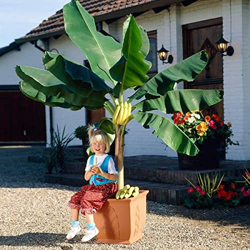 Dwarf Cavendish Banana Tree Seeds For Sowing - 25 Seeds Pack - Indoor & Outdoor Plant Seeds बौने केले का बीज (B09P4YDQZ2) Amazon Price History, Amazon Price Tracker