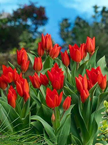 Portal Cool Autunno bulbi di tulipano praestans Fuciliere - Confezione da 10 botanico Lampadine del tulipano (Nano)