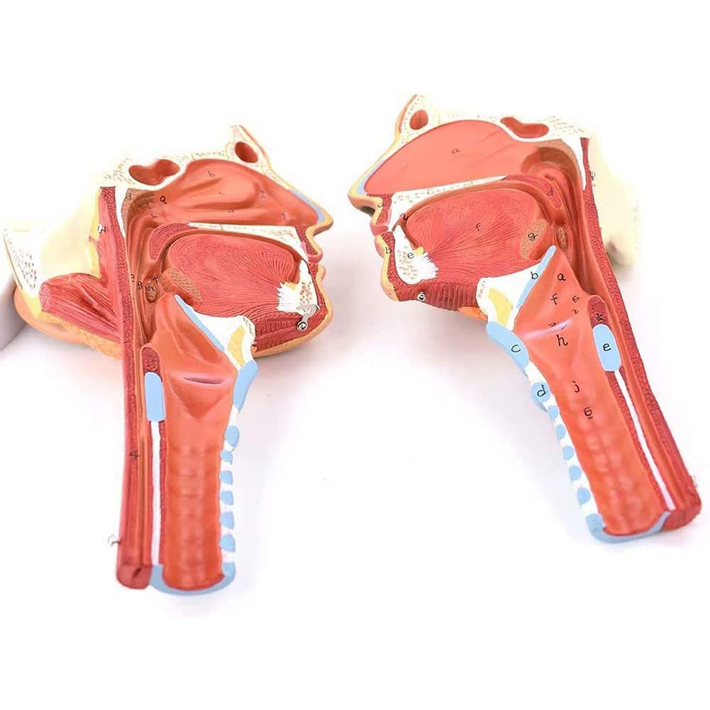 Model ludzki Testa Faringeal Muscle Anatomia, Anatomiczny model jamy nosowej, gardła, ust, nosa, Anatomiczny model mięśnia języka Medyczne organy Materiały dydaktyczne