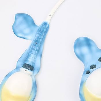 Amazon.co.jp: 精子形成過程モデル、精子モデル人体模型、医学
