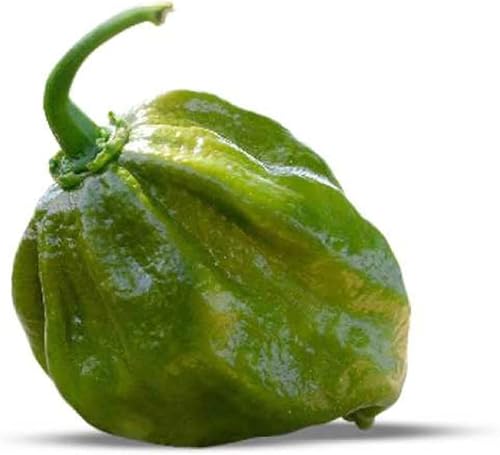 7 semillas de pimienta perenne UMR Capsicum Chinense más de 100 semillas