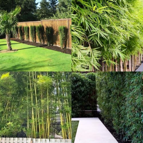 Image of Nutan Outdoor Bamboo Fencing Plant || 25 + plants || packet of 1 live