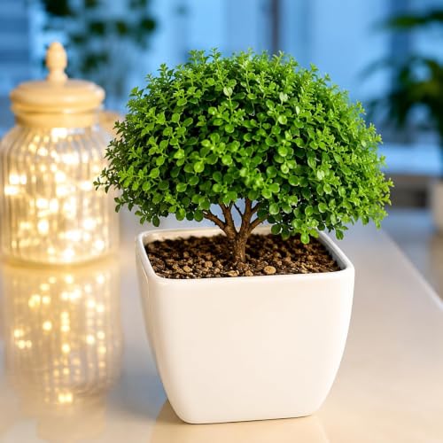 Image of Table Kamini Bonsai Plant Live (Murraya Paniculata) with Pot - Natural Oxygen Plant for Indoor Home Decoration, Office Desk & Tabletop Display (Pack Of 01)