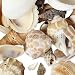 Lot of 50 Assorted Whole Shell Seashell Charms and Beads with Drilled Holes