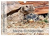 testudo hermanni hermanni apulien QUALITÄT - Hochwertiger Fotokalender mit 12 wunderschönen Motiven auf lichtbeständigem Bilderdruckpapier, robuste Spiralbindung mit Aufhängebügel.