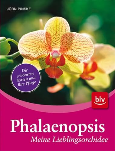 Phalaenopsis - meine Lieblingsorchidee: Die schönsten Sorten und ihre Pflege