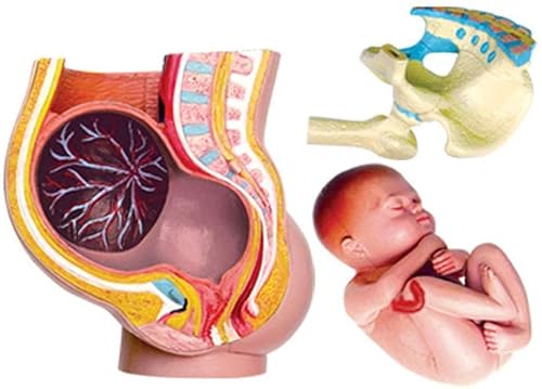 SXTYFBB Modelo anatómico 4D de Pelvis fetal gestacional, Modelo Transversal de Pelvis Materna, Modelo de anatomía Humana para Laboratorio Escolar, Material didáctico