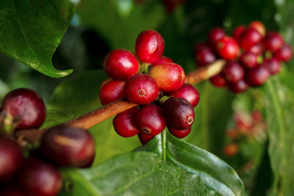 Bloomique Coffea Arabica Caféier Plante d’intérieur Hauteur 20-30 cm Pot 12 cm Lot de 2