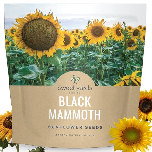 Black Mammoth Sunflower Seeds for Planting Extra Large Packet Over 250 Open Pollinated Non-GMO Flower Seeds Helianthus annus