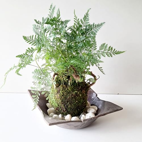 太い根茎、涼しげな葉が魅力のシダ植物【しのぶ(シノブ)の苔玉・焼締茶器セット】 (敷石の色(白))