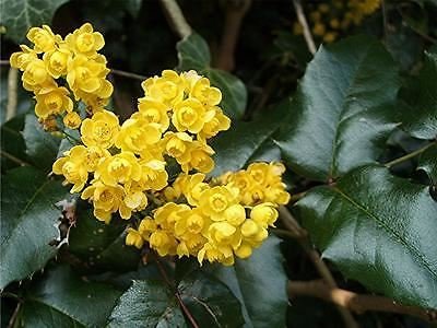 Mahonia aquifolium - Oregon Grape Plant in 9 cm Pot