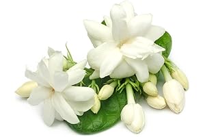 Mogra Plant: 50pcs Jasmine Seeds for Beginners, 90% Germination Rate