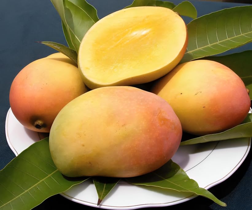 Pyanabi "sindhu Mango Tree" (Plant Height 2-3 Feet) Seedless Mango Plant Grafted Fruit Come After 1.5-2 Years Of Planting Hybrid Mango Tree Live Fruit Plant For Home Garden (B0CRF7NFVP) Amazon Price History, Amazon Price Tracker
