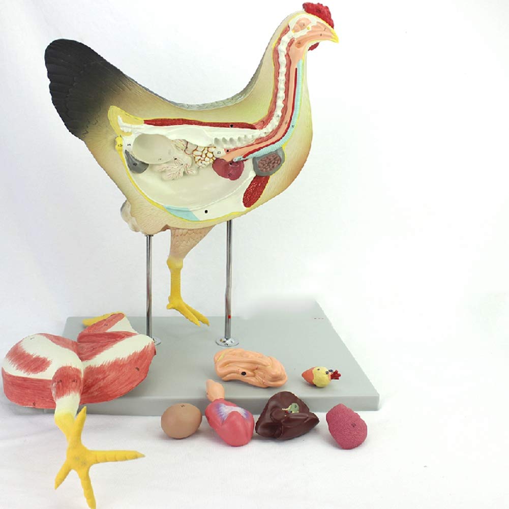 Buy XIEJI Chicken Anatomical Model Animal Anatomy Detachable 8 Parts Organ visceral Muscle Nerve