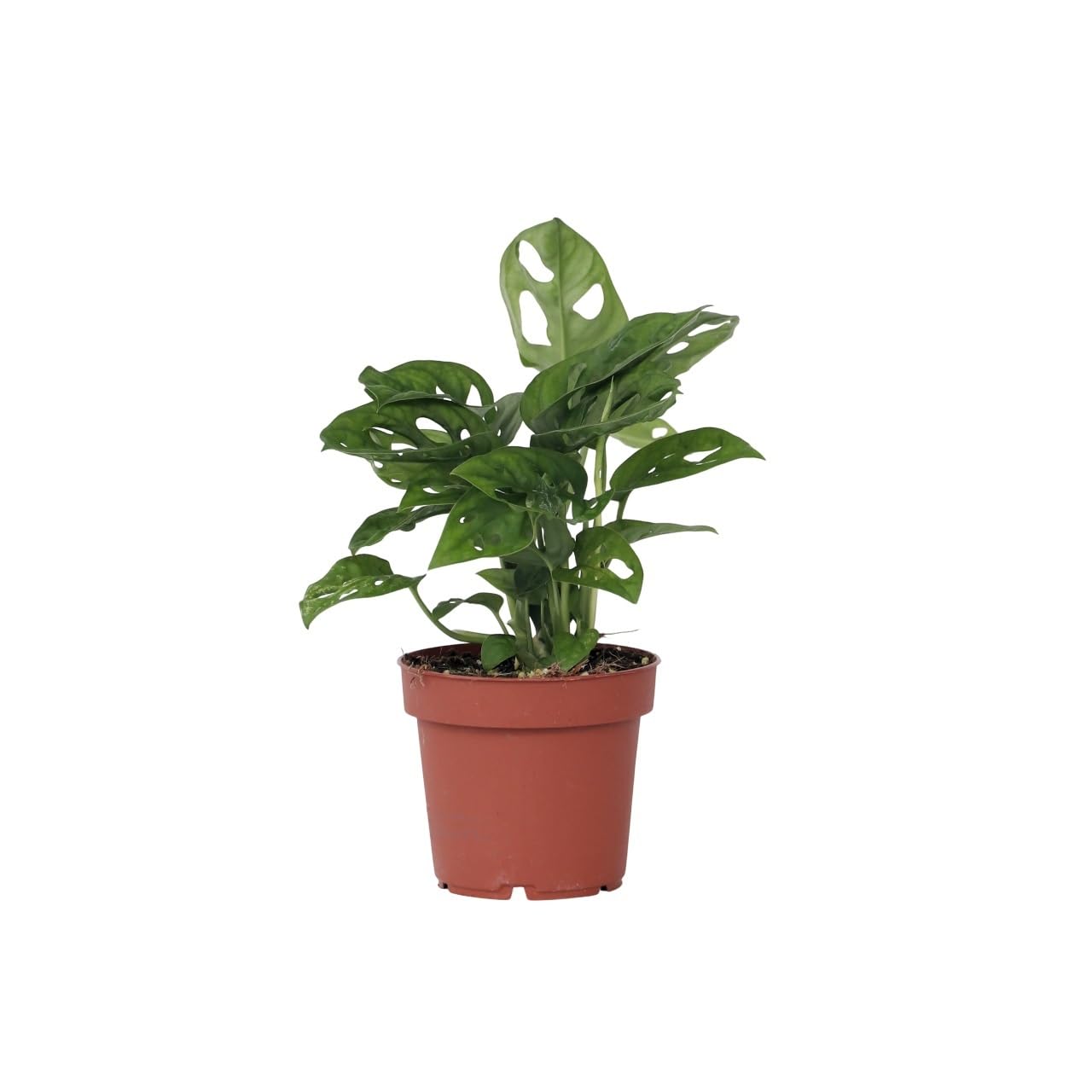 Plant in a Box - Monstera 'Affenmaske' - Fensterblatt - Zimmerpflanze -  Topf 12cm - Hhe 25-30cm : Amazon.de: Garten