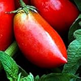 Polish Paste Tomato - A CLASSIC !! SO Tasty!! Beautiful Tomato!!(10 - Seeds)