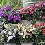 Achimenes garten hochbeet balkon garten gartenkräuter blumendeko rankpflanze wildkräuter blumensaat kletterpflanzen winterhart mehrjährig zimmerpflanze pflanzensamen exotisch 800samen