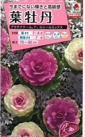 葉牡丹【 プラチナケール F1 ルシールミックス 】種子 15粒／タキイ交配（育苗可能本数：およそ10本）のサムネイル