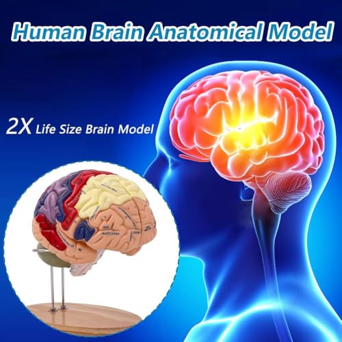 Anatomiczny model ludzkiego mózgu dla neuronauki - rozmiar życia, oznaczony kolorami, odłączany do nauki medycznej i psychologii