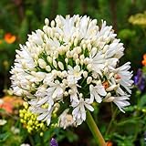 CONTENU DE L'EMBALLAGE : Ce paquet contient 3 Agapanthes à racines nues de haute qualité, soigneusement sélectionnées pour assurer une croissance robuste et une floraison spectaculaire. Ces bulbes sont prêts à être plantés et promettent de transformer votre jardin avec leurs fleurs élégantes.
