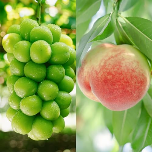 [甲州市くだもの定期便2選]桃約1kg・シャインマスカット約1.2kg[2026年7月上旬〜10月中旬頃、順次お届け予定](PJ)B18-170