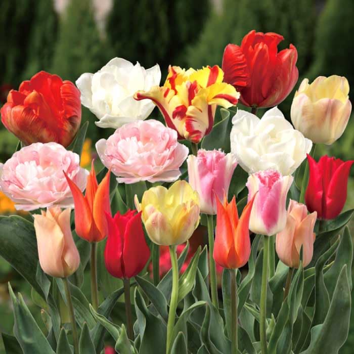 Amazon.co.jp: 花の大和: クリスマスローズ