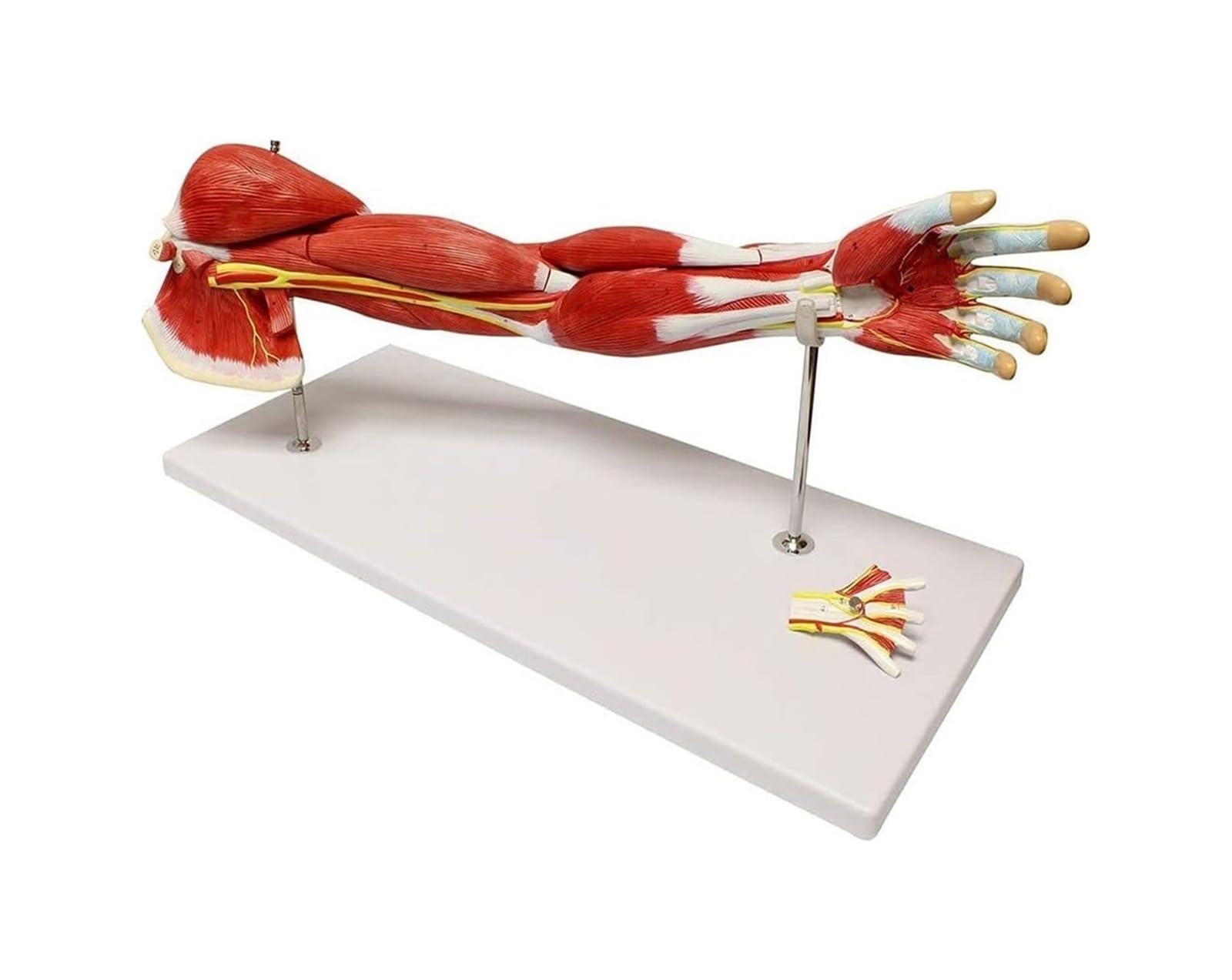 Model ludzkiego ramienia o długości 71 cm, narzędzie dydaktyczne