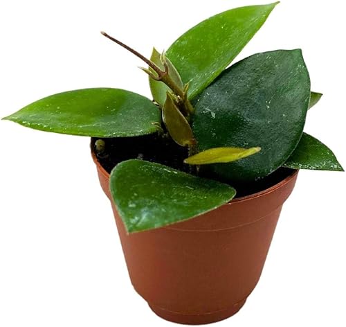 BubbleBlooms Hoya Chouke 2 pulgadas