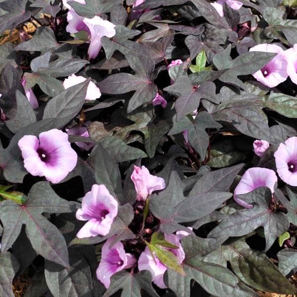 Aesthetics Conscious Purple Sweet Potato Vine Live Plant With Pot (Buy One Get One Free) (B0CVMTV9FT) Amazon Price History, Amazon Price Tracker