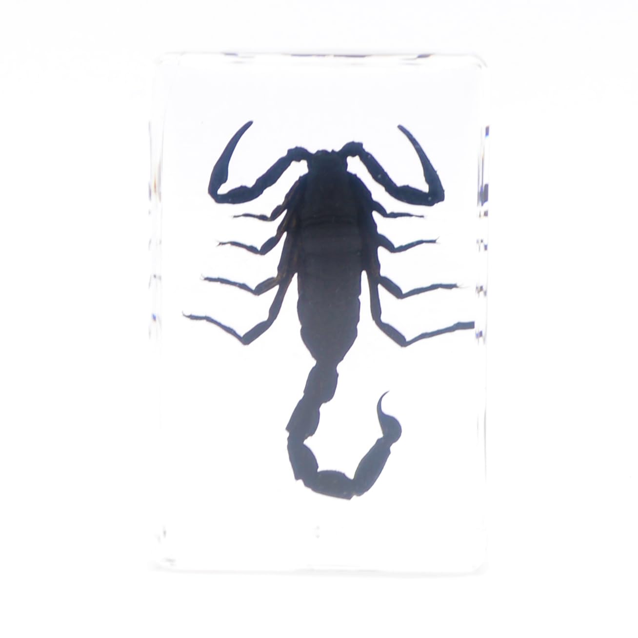 Amazon | [透明標本制作所]樹脂封入 標本 サソリ/蠍/scorpion/specimen