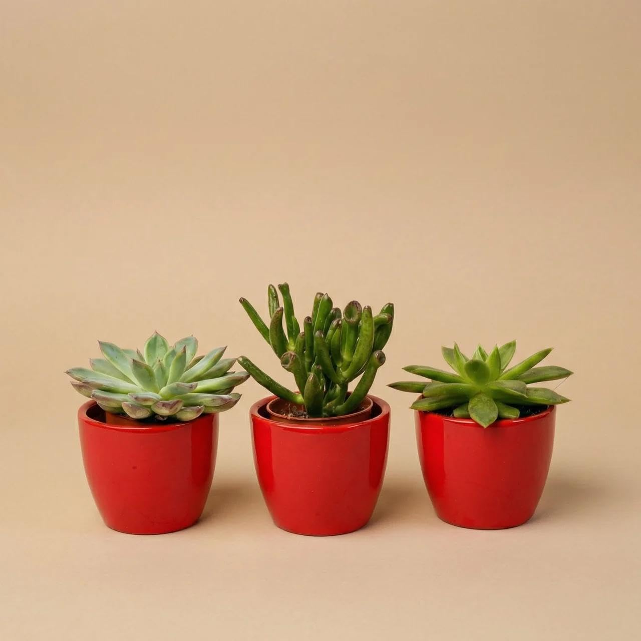 Set di 3 mini vasi in ceramica rossa, 3 piante grasse vive, 8-12 cm, facile da pulire, per tavolo, scaffale, ufficio e decorazione moderna per interni