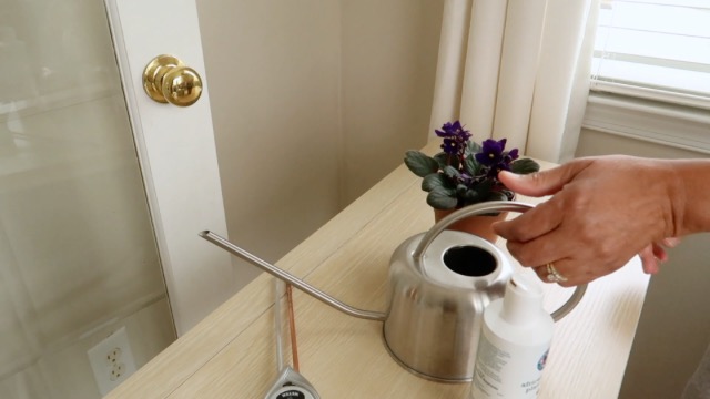 Paquete de cuidado para violetas africanas miniatura 7
