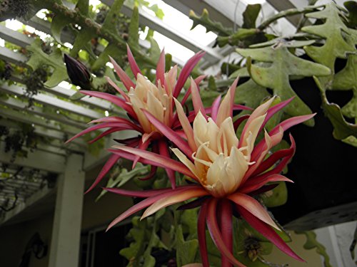 Epiphyllum Orchid 8"-10" Fresh Cutting Plant Queen Of The Night Cactus Ric Rac (Zig Zag)) #TOP1