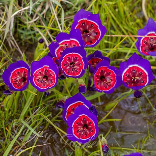 [World Fantasy Garden] 球根 ゲイソリザ ラディアンス 5球セット 【メール便でお届け】 Geissorhiza ゲーソリーザ 植えっぱなし 秋植え球根 2025BUのサムネイル