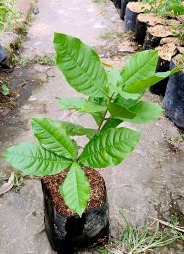Image of Vine Cutting Rare Sandpaper /Nlimoni Lata Flower Outdoor Balcony Cllimbeing Tree Plant For Home Garden pack of 1 (Without Pot)