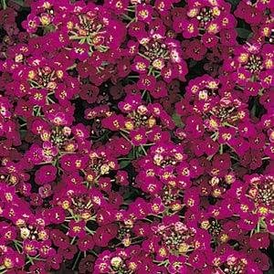 Alyssum - Gorro de Pascua - Violeta Nice Garden Flower 1,000 Semillas
