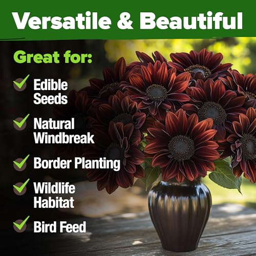 Image of HOME GROWN Chocolate Cherry Sunflower Seeds 75 Heirloom Seeds for Planting Burgundy Sunflowers Tall Flower for Garden, Pollinators, Butterflies (Helianthus annuus)