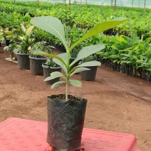 Golden Bloom 1 Live Plant Teak Rare Burma Wood Tree Exotic Garden Plant(1 Healthy Live Plant)