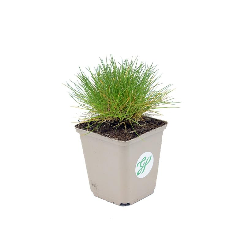 6x Festuca Gautieri Bärenfell Schwingel - Immergrünes Ziergras Im 9x9cm Topf | Winterhart Bis -29°C