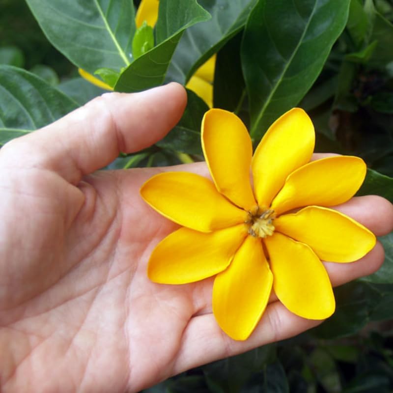 Miniatura 4 de Golden Gardenia Flower - Planta viva que cambia de color de marfil/amarillo/oro, maceta de 4 pulgadas