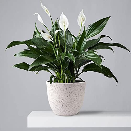 Giraffe Creation Plant Pots 10/9/8 Inch Set Of 3, Flower Pots Outdoor Indoor, Planters With Drainage Hole, Speckled White #TOP1