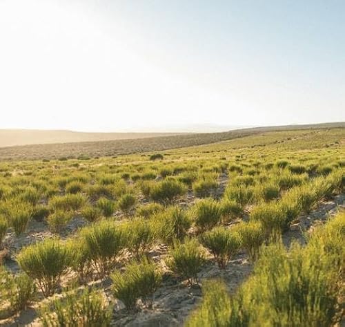 Rooibos Fruits rouges - Boîtes 25 sachets Cristal / Les Rooibos
