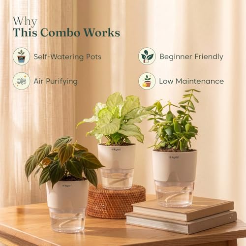 Image of Kyari Combo of 3 Indoor Plants - Jade, Syngonium White & Philodendron Micans with Poetic White Self Watering Pot - Live Plants for Home Decor & Living Room - Low Maintenance Plant Set