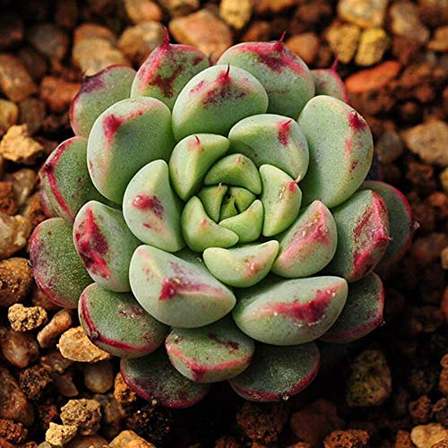 YESZ Sementes de Plantas, Sementes de Flores, 400Pcs Sementes Suculentas Mistos Lithops Rare Pedras