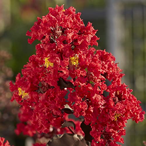 2.25G Black Diamond Best Red Crape Myrtle #TOP1