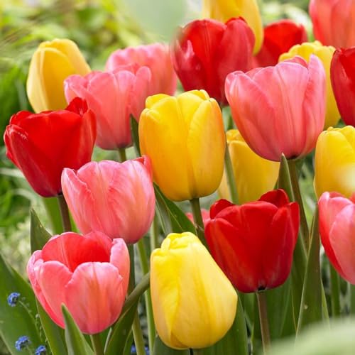 Votaniki Tulip Darwin Hybrid Sunset Mix - Fragrance, Perennial Spring Flowering Tulip Bulbs | Long Lasting & Large Blooms - Easy to Grow (12 Pack)