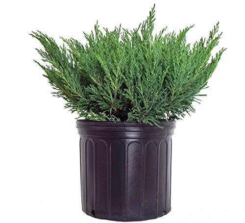 Compact Andorra Juniper, Green Leafed Evergreen In 3 Gallon Pot - Juniper Horizontalis Plumosa Compacta 'Youngstown' #TOP29
