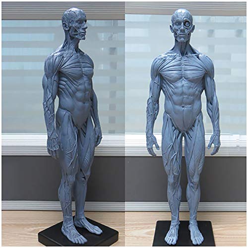 Male Anatomy Figure Model - Human Skeleton Anatomical Painting Model - 30Cm Human Anatomical Muscle Bone Model - for Medical Artist Drawing Study (PU Material)